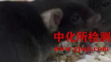 過敏性休克模型實驗