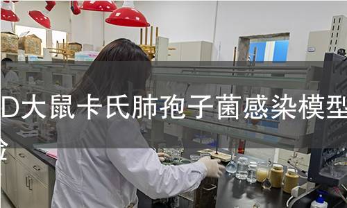 SD大鼠卡氏肺孢子菌感染模型實(shí)驗(yàn)
